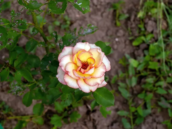 庭には淡いバラが咲いていて — ストック写真