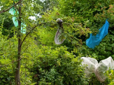 Plastik torba, yazın bahçedeki kuşları korkutup kaçırır.