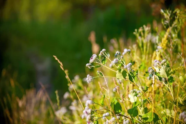 Takken Doornen Van Schelvis Weide Zomer — Stockfoto