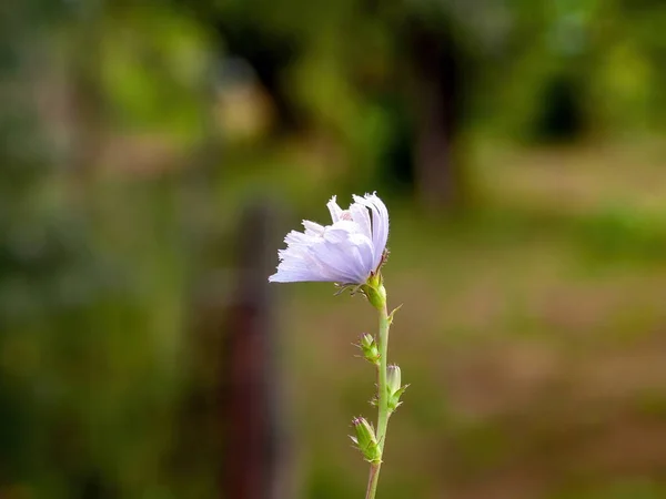 Μπλε Αγριολούλουδο Στον Κήπο Καλοκαίρι — Φωτογραφία Αρχείου
