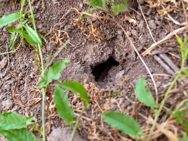 Nid Guêpes Terre Dans Jardin Été — Photo