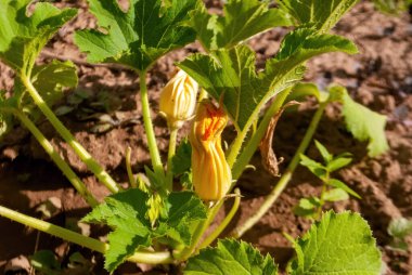 Yazın yatakta kabak yaprakları ve çiçekler.
