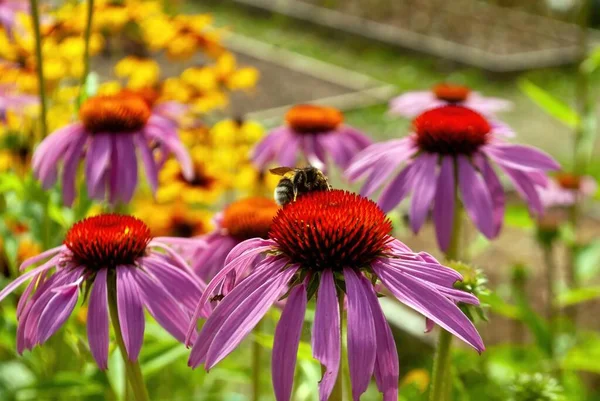 Bumblebee Coleta Pólen Uma Flor Verão — Fotografia de Stock