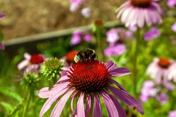 Bumblebee Coleta Pólen Uma Flor Verão — Fotografia de Stock