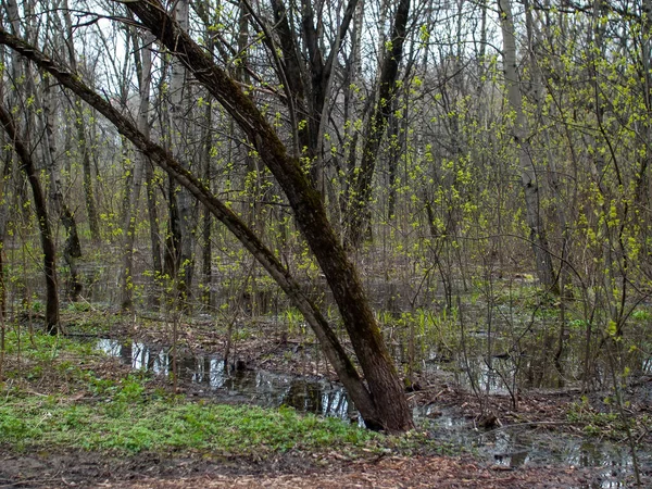 Strada Sterrata Sporca Attraverso Parco Primavera Mosca — Foto Stock