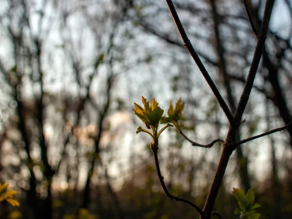 Młodych Liści Gałęzi Lesie Wiosną — Zdjęcie stockowe