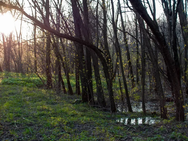 Derrame Agua Después Derretir Nieve Entre Los Árboles Primavera — Foto de Stock