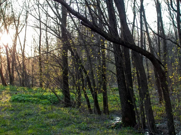 Derrame Agua Después Derretir Nieve Entre Los Árboles Primavera — Foto de Stock