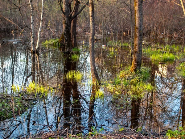 Derrame Água Depois Derreter Neve Entre Árvores Primavera — Fotografia de Stock