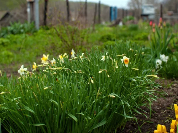 Daffodil Flowers Bed Spring — Stock Photo, Image