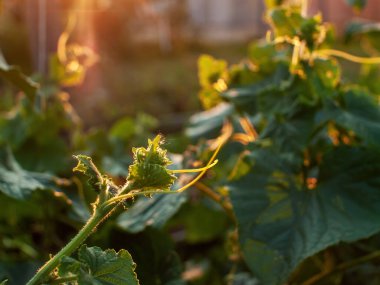 Bahçede salatalıklı bitkiler, yazın.