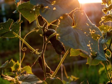 Bahçede salatalıklı bitkiler, yazın.
