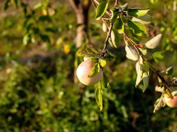 Pommes Non Mûres Sur Une Branche Dans Jardin Été — Photo