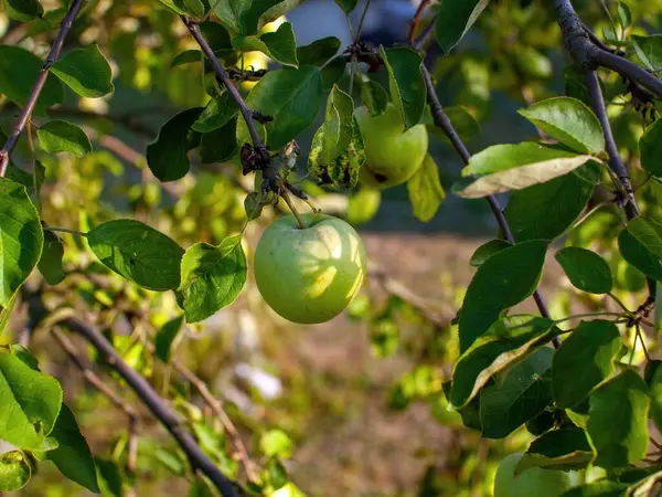 Unripe Apples Branch Garden Summer — Stock Photo, Image