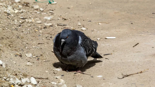 Pigeon Sitting Ground Park Spring — Stock Photo, Image