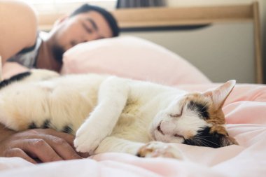 Kedi, sevilen insanın kucağında rahat bir şekilde uyuyor..
