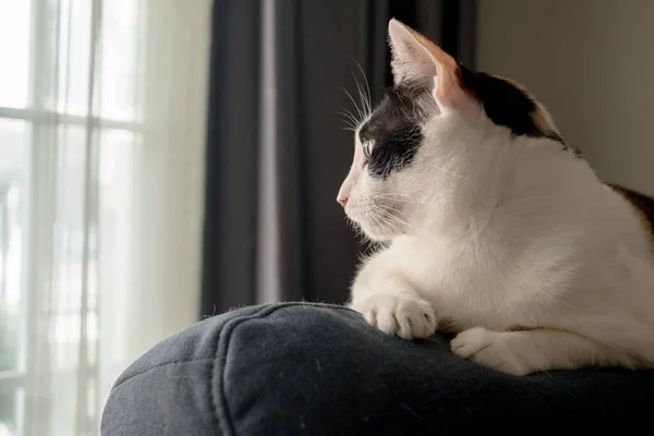 Gato Mirando Por Ventana —  Fotos de Stock