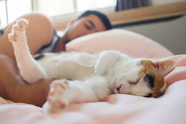 Katten Sover Bekvämt Omfamningen Den Älskade Människan — Stockfoto