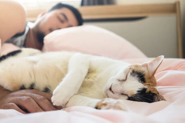 Gato Duerme Cómodamente Abrazo Del Amado Humano Fotos de stock