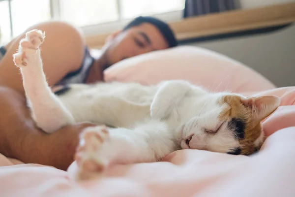 Gato Duerme Cómodamente Abrazo Del Amado Humano Fotos de stock libres de derechos