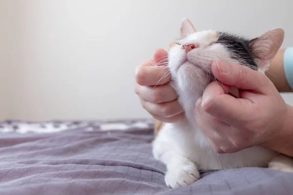 その人の手は猫の顎を引っ掻いている 猫はそれがとても好きなので 喜びで目を閉じる — ストック写真