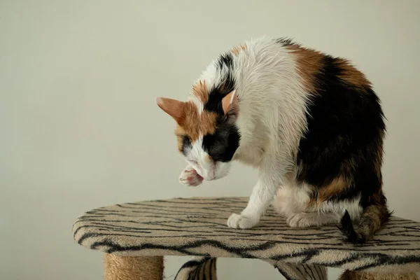 Gato Calico Está Lamiendo Después Del Baño —  Fotos de Stock