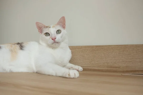 Gato Apoyó Contra Pared Buscando Algo —  Fotos de Stock