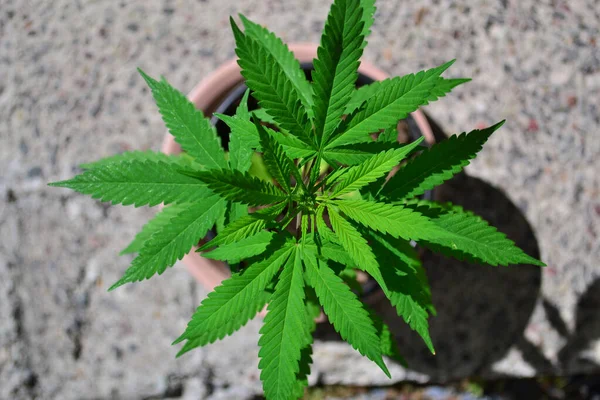Little plant cannabis in a pot flower in garden.