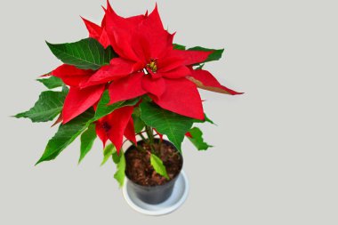 Noel 'de beyaz arka planda kırmızı noktalı çiçek saksısı.