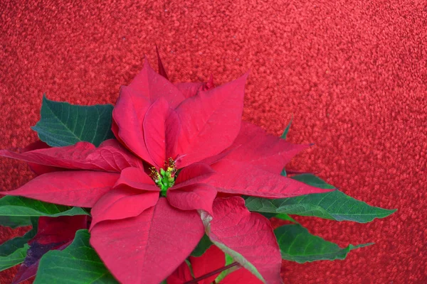 Hermosa Poinsettia Roja Sobre Fondo Rojo Con Brillo — Foto de Stock