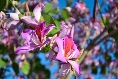 Pembe renkli güzel çiçekler, güneşli bir günde.