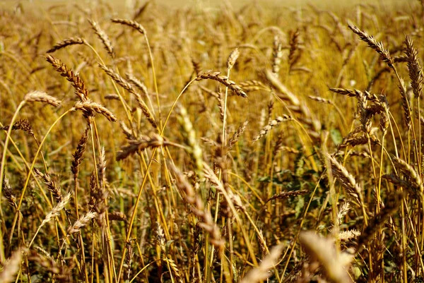 Öron av vete — Stockfoto