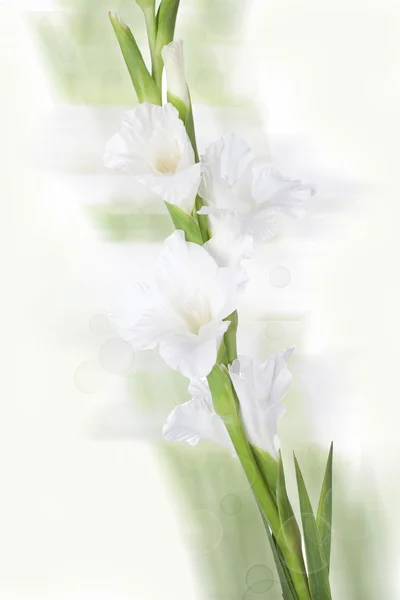Красивый белый цветок гладиолуса — стоковое фото