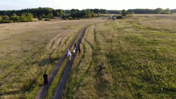 Два чоловіки везуть коней додому через поле ввечері — стокове відео