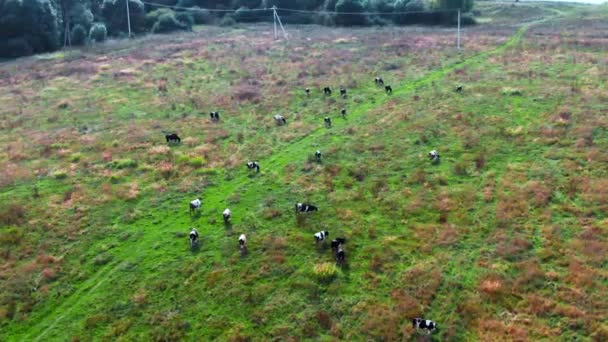 Herder van koeien graast in het weiland — Stockvideo