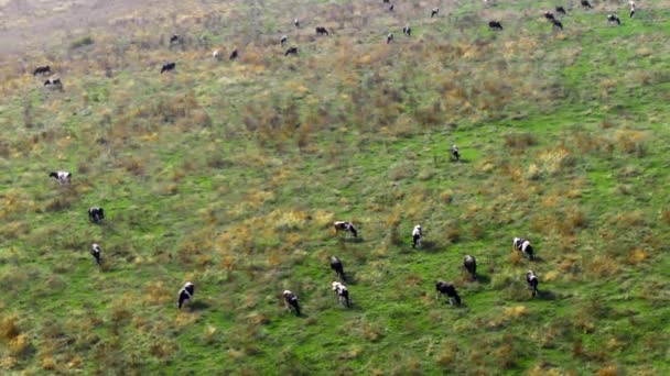 成群的奶牛在牧场上吃草 — 图库视频影像