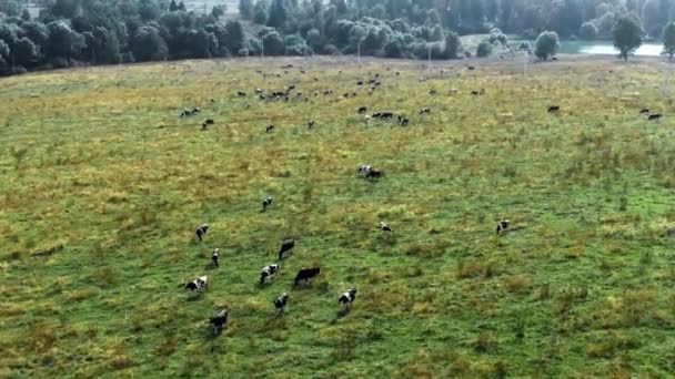 Квадрокоптер летить над полем з коровами — стокове відео
