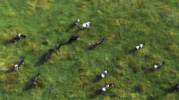 The quadcopter is circling in a meadow with cows. — Stock Video