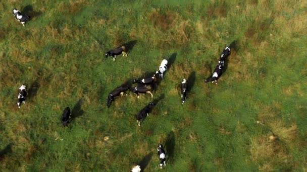 Strzelanie do krów na polu z dronem — Wideo stockowe