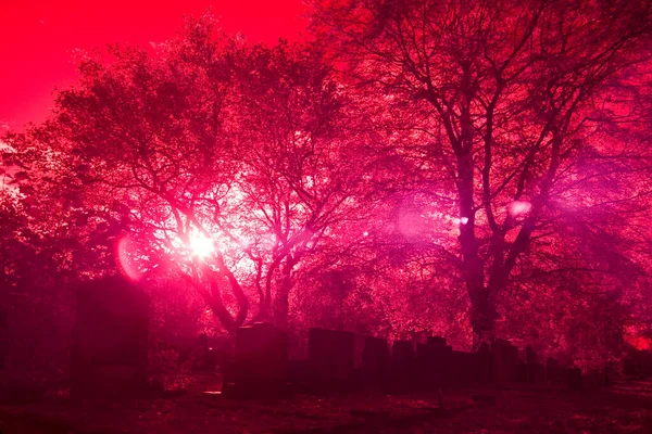 Hoogeveen Nethland November 2020 Infrared Photo Cemetery Hoogeveen Netherland 로열티 프리 스톡 이미지