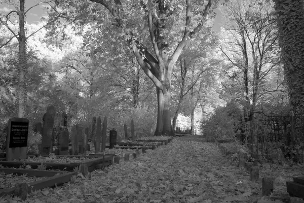 2020年11月1日 オランダ フーゲフェンの墓地の赤外線写真 — ストック写真