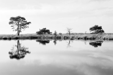 Hollanda, Dwingelderveld 'de çamlı turba havuzunun kızılötesi fotoğrafı.