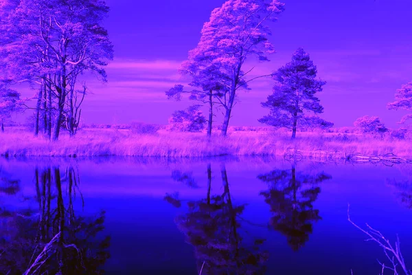Infrared Photo Peat Pool Dwingelderveld Netherland — Stock Photo, Image