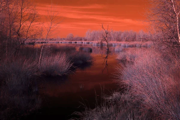 Dwing Elderveld Nethland November 2020 Infrared Photo Dead Tree Dwing — 스톡 사진