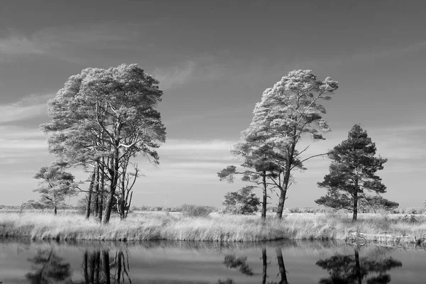 Zdjęcie Torfowiska Sosnami Dwingelderveld Holandia — Zdjęcie stockowe