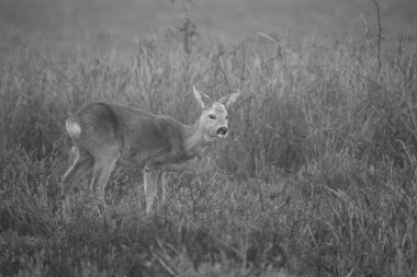 Dwingelderveld, Hollanda 'da geyiğin siyah beyaz fotoğrafı
