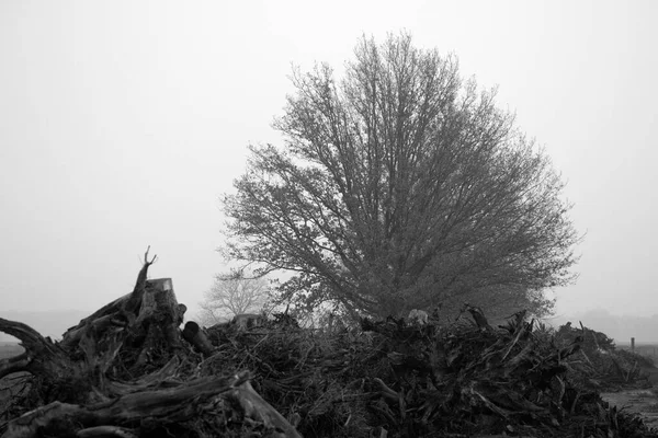 Czarno Białe Zdjęcie Pni Drzew Dwingelderveld Holandia — Zdjęcie stockowe