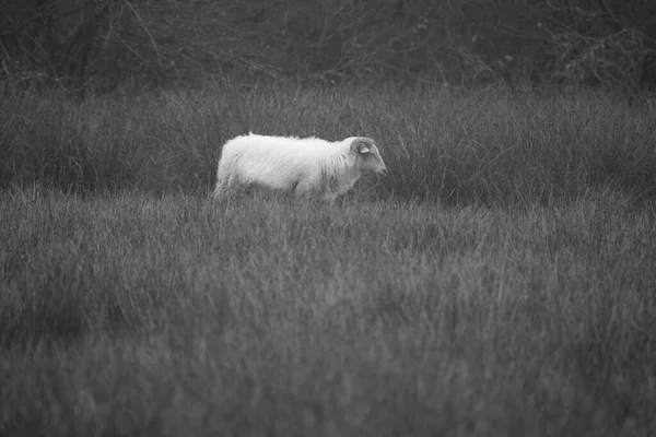 Falta Foto Blanco Ovejas Dwingelderveld Holanda —  Fotos de Stock