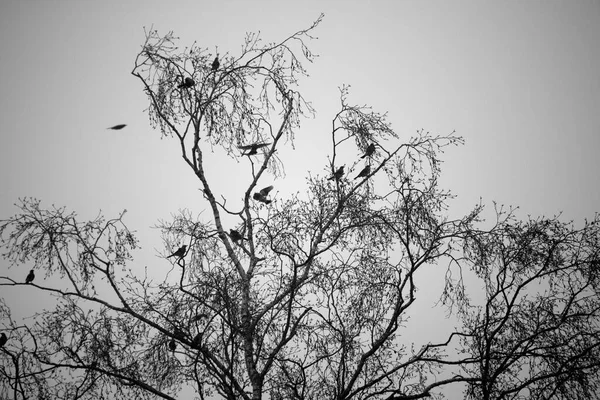 Foto Blanco Negro Del Campo Abedules Dwingelderveld Holanda —  Fotos de Stock