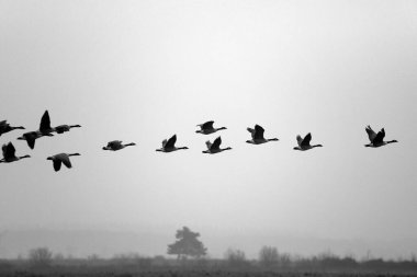 Dwingelderveld, Hollanda 'da Kanada kazları uçuşu
